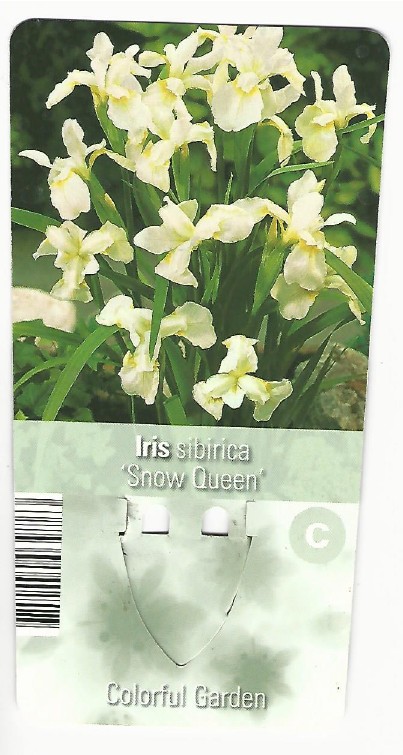 Iris Sibirica 0001.jpg